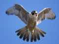 Сапсан фото (Falco peregrinus) - изображение №741 onbird.ru.<br>Источник: ucsantacruz.ucnrs.org